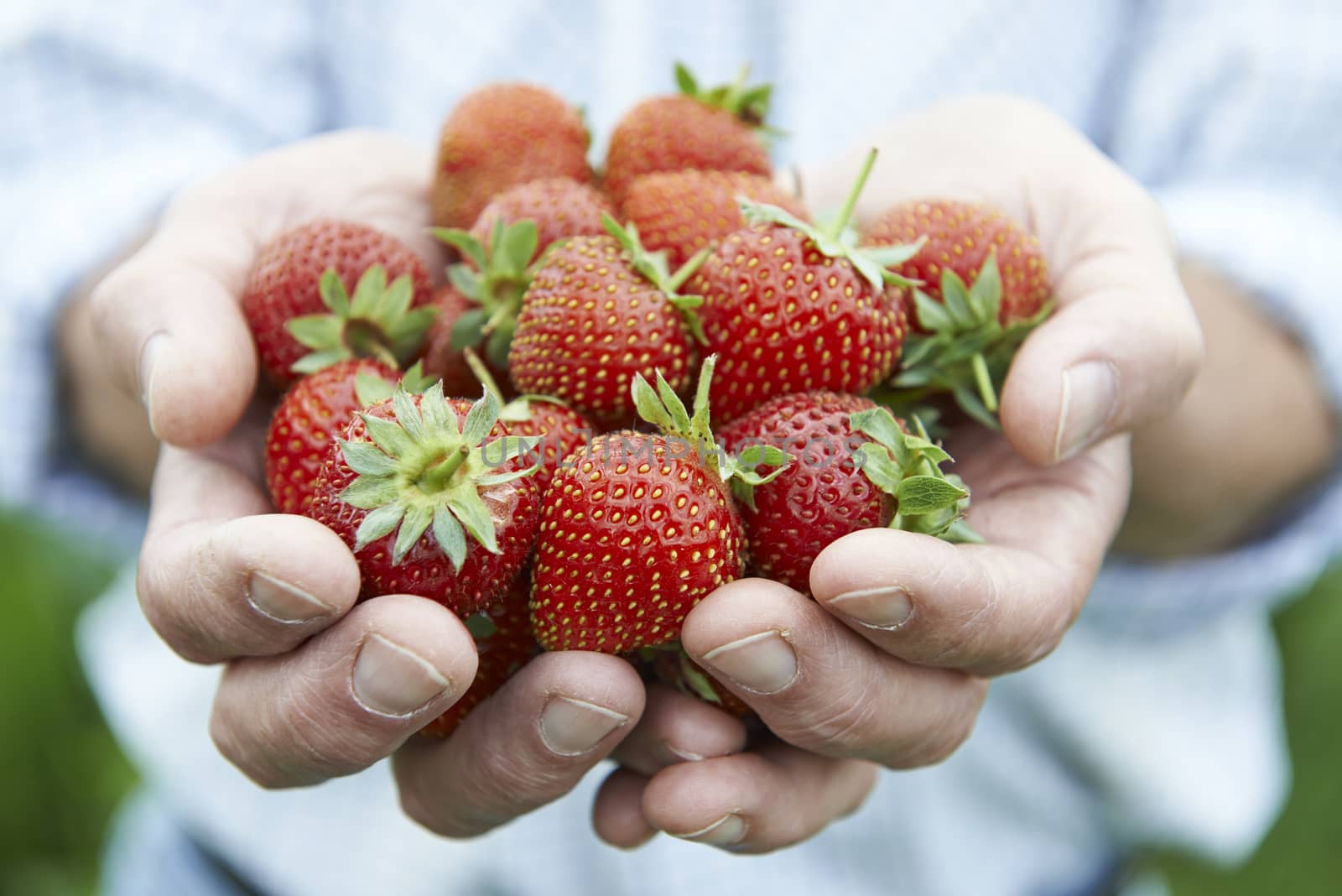 Close Up Of Man Holding Freshly Picked Strawberries