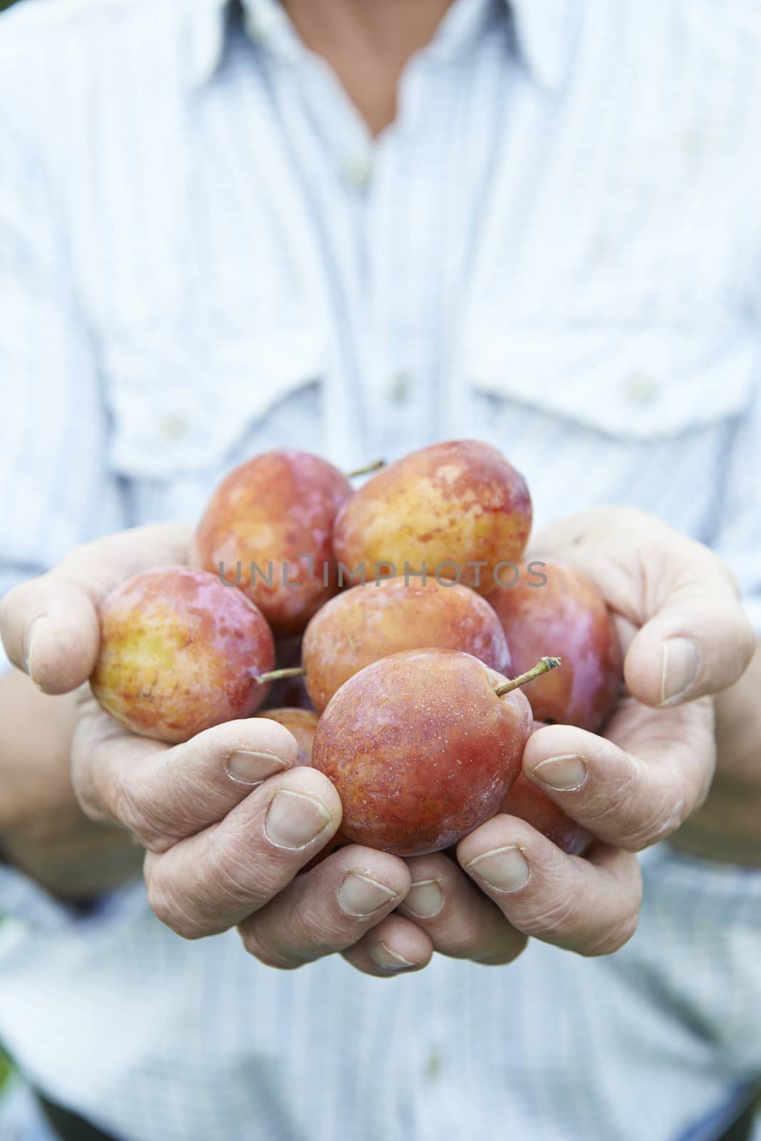 Close Up Of Man Holding Freshly Picked Plums