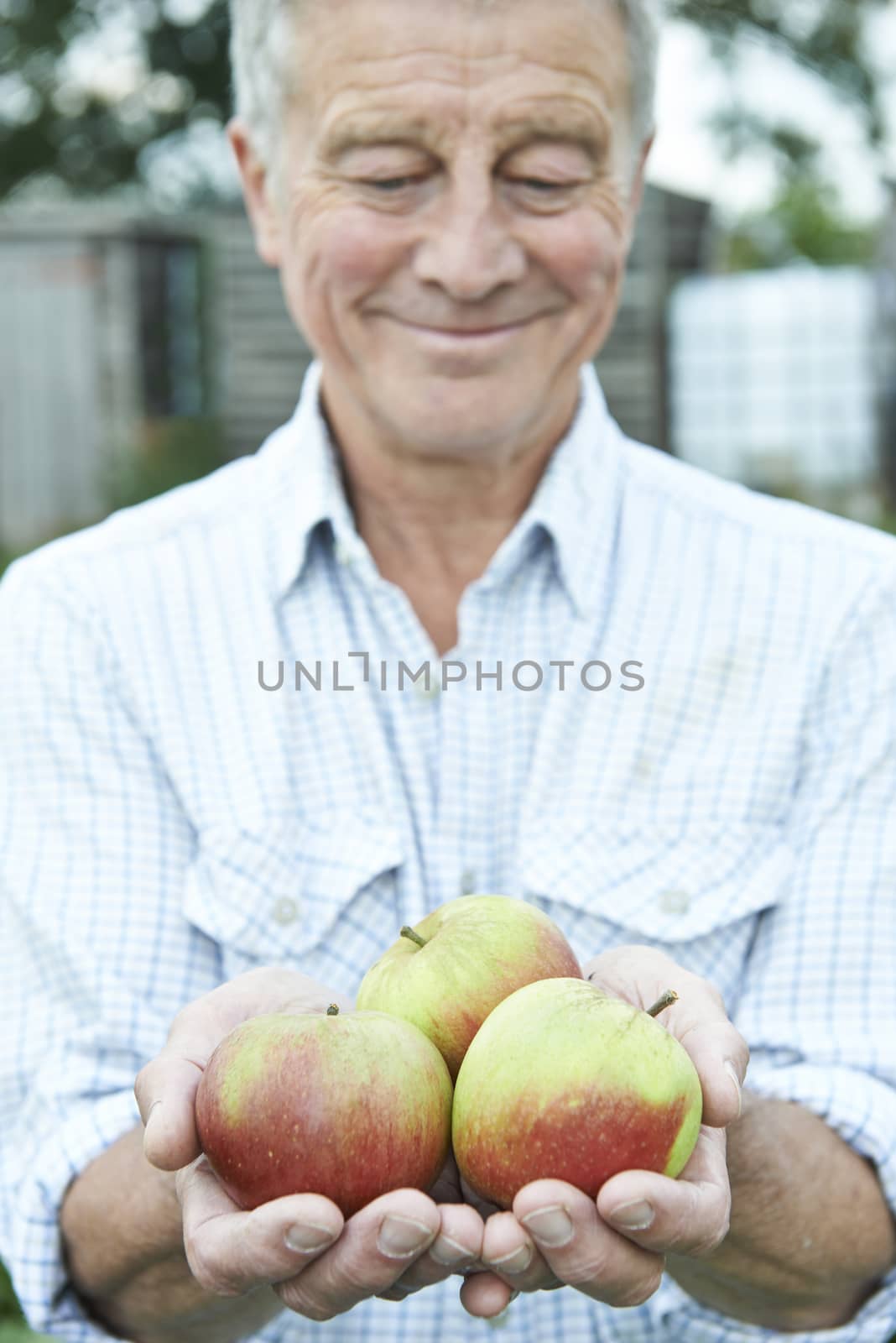 Senior Man On Allotment Holding Freshly Picked Apples by HWS