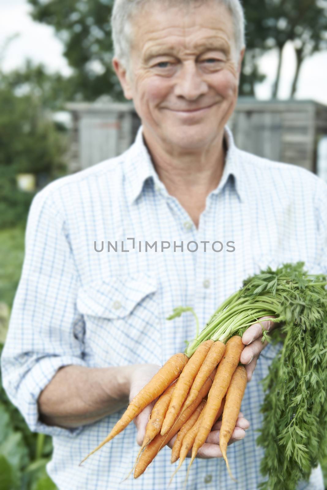 Senior Man On Allotment Holding Freshly Picked Carrots