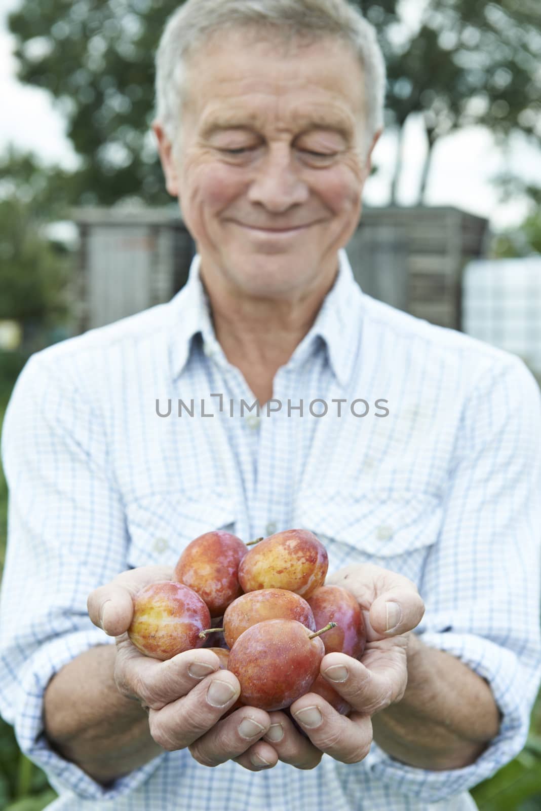 Senior Man On Allotment Holding Freshly Picked Plums
