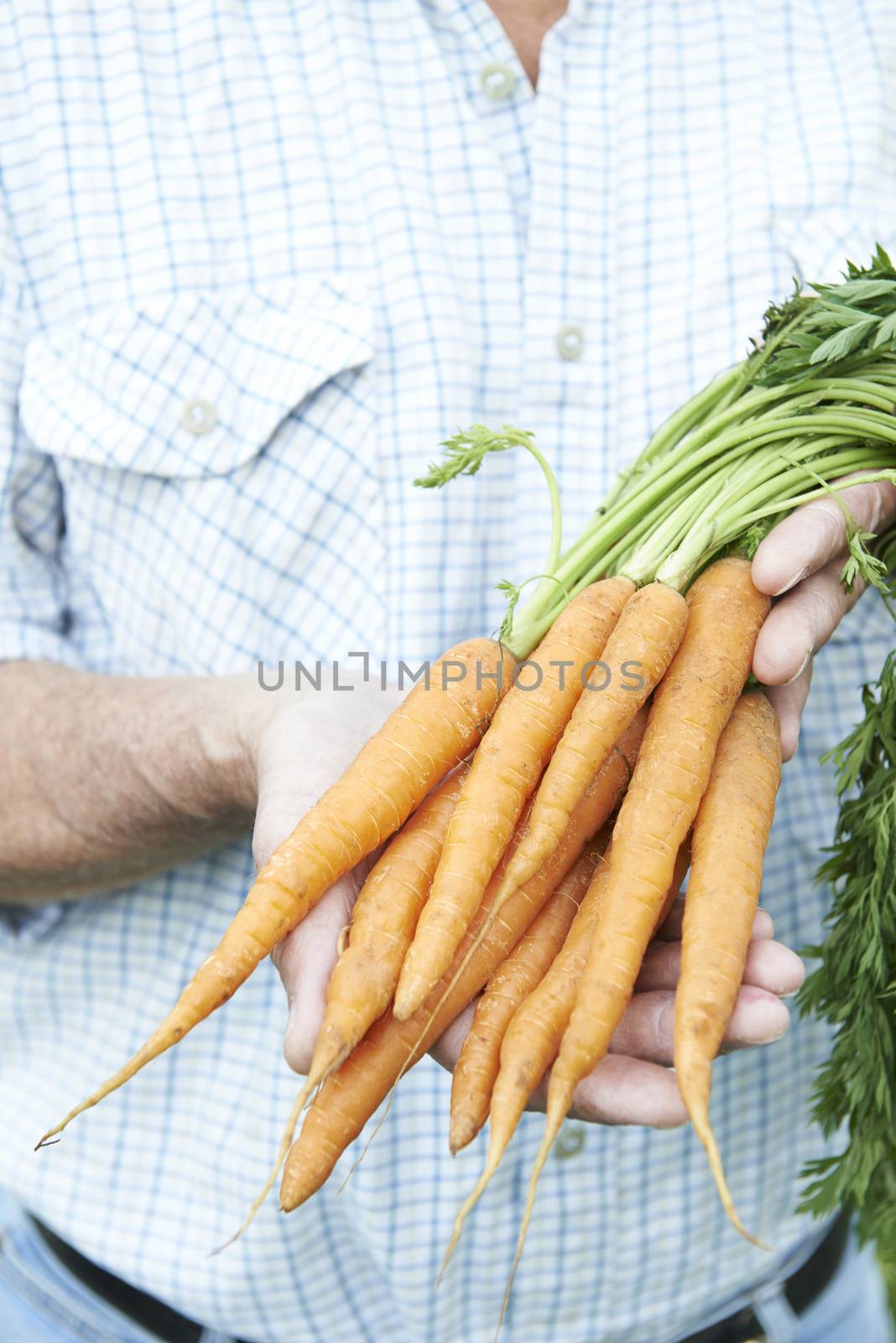 Close Up Of Man Holding Freshly Picked Carrots by HWS