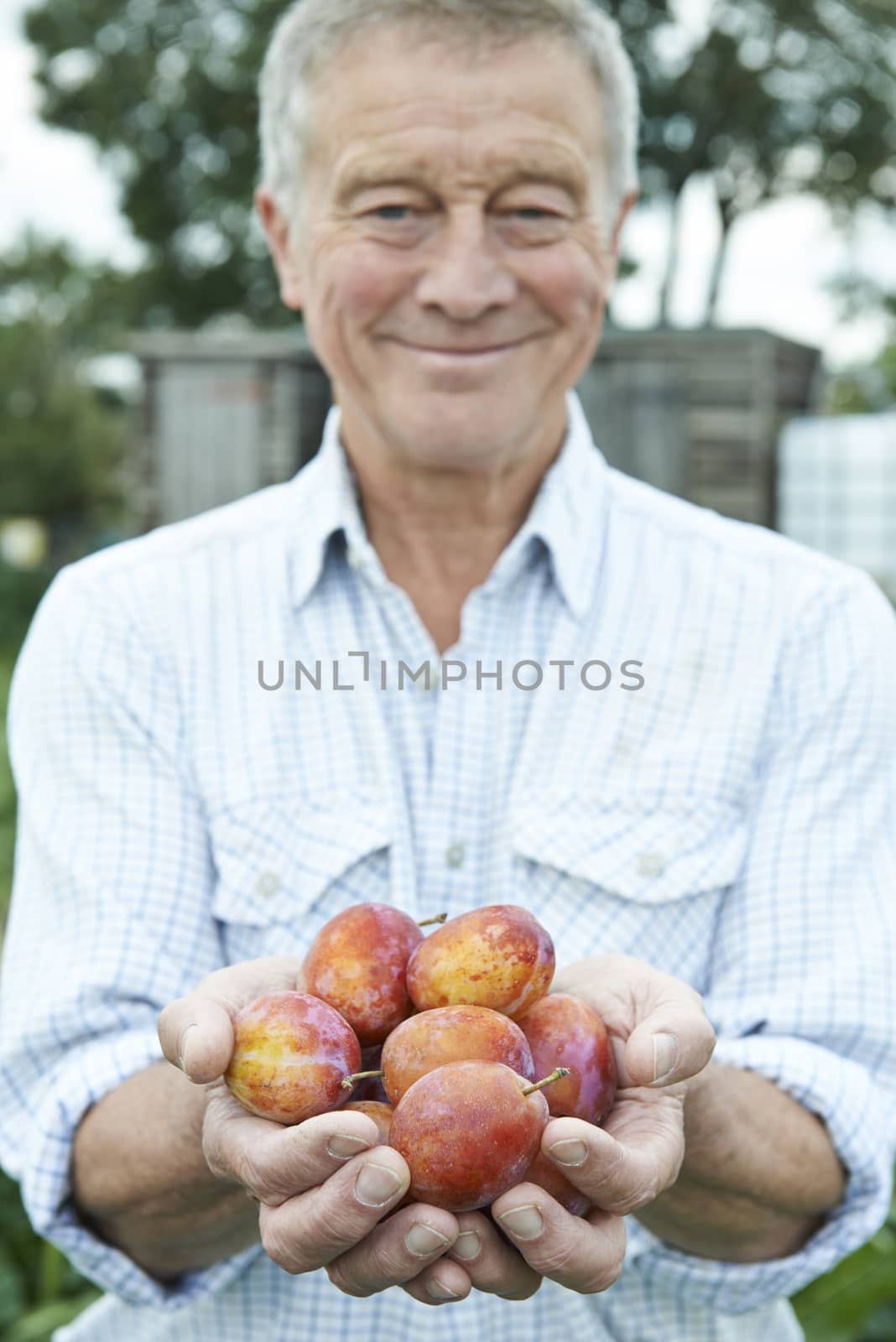 Senior Man On Allotment Holding Freshly Picked Apples