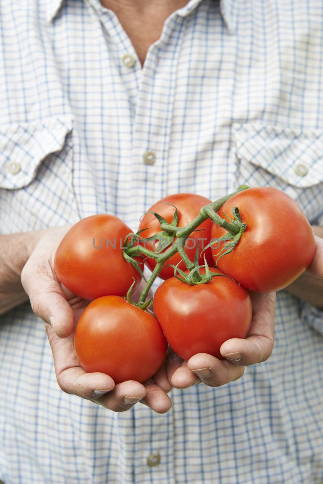 Close Up Of Senior Man Holding Home Grown Tomatoes