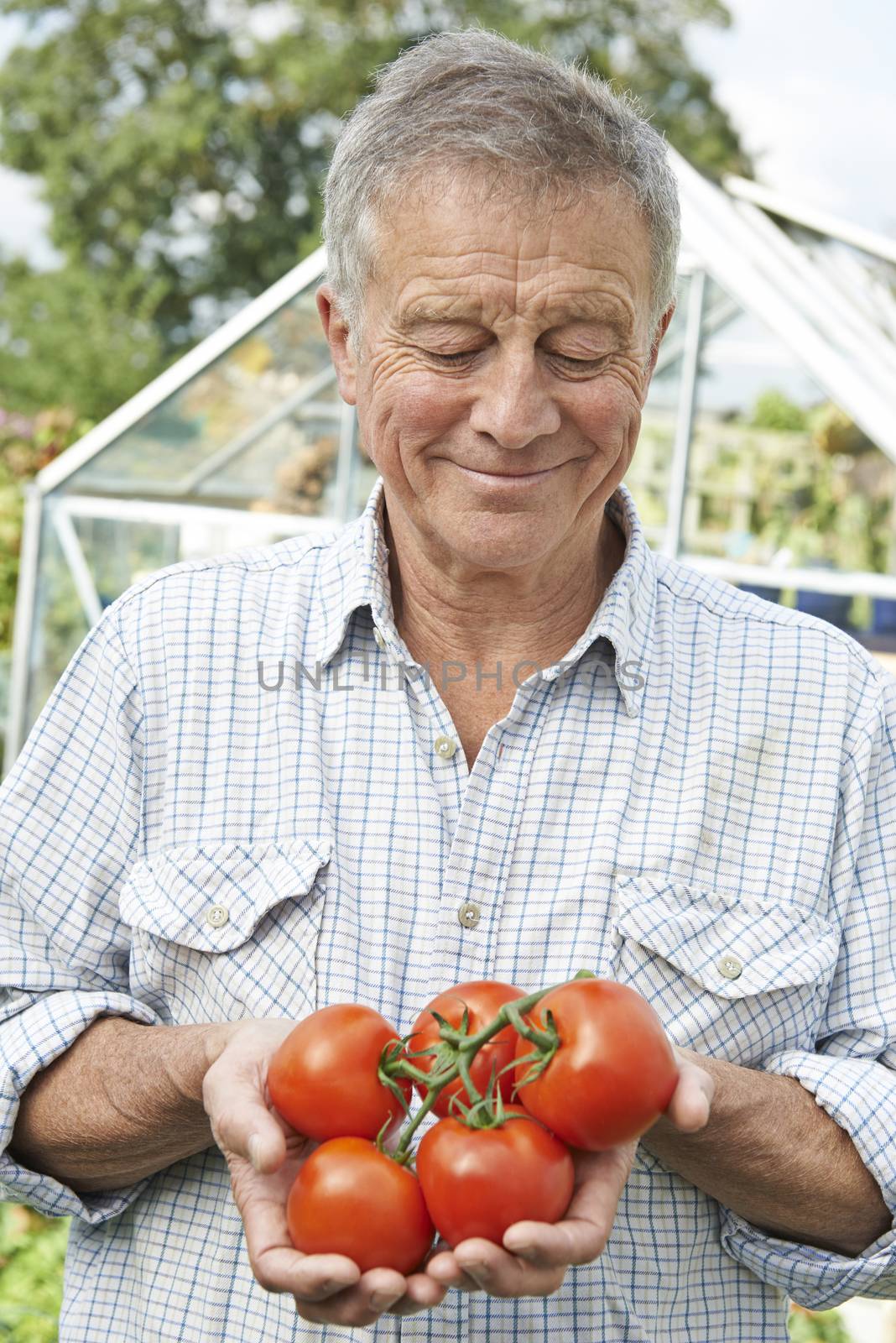 Senior Man In Greenhouse With Home Grown TomatoesSenior Man In G by HWS