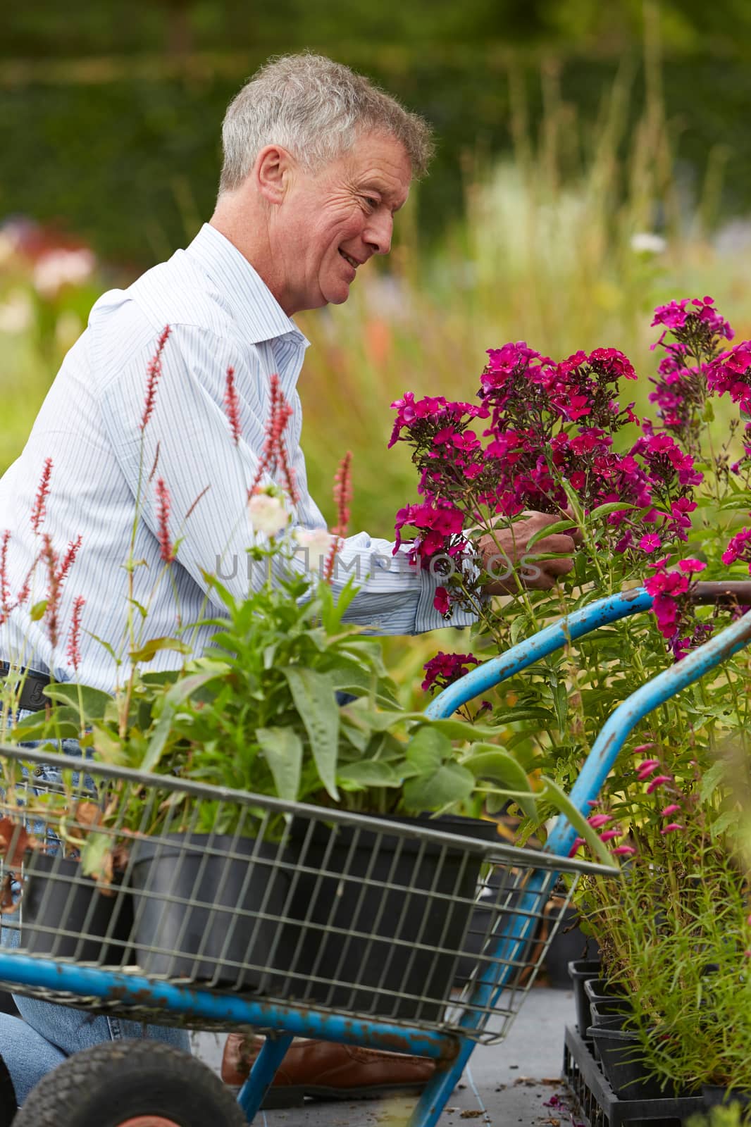 Senior Man Choosing Plants At Garden Centre by HWS