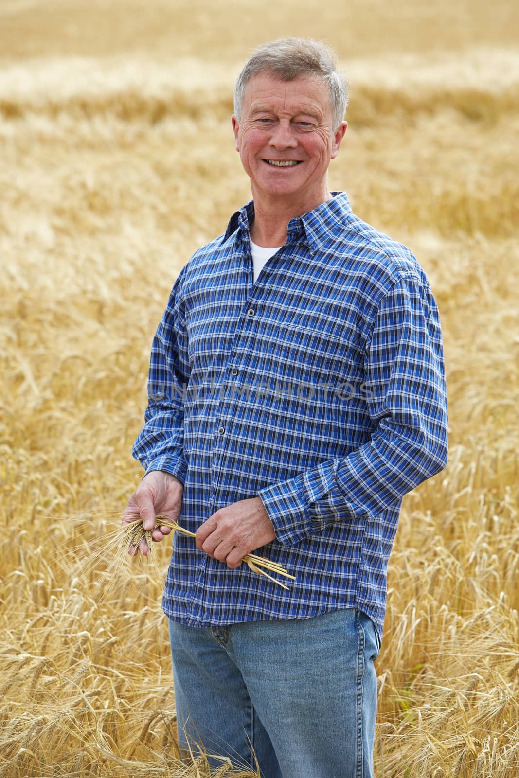 Farmer Inspecting Wheat Crop