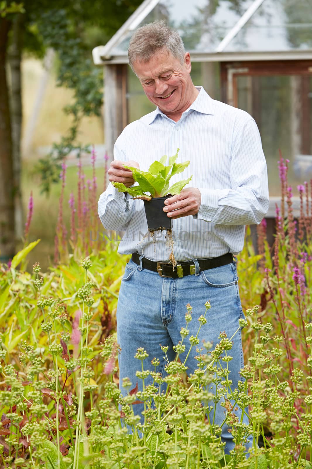 Senior Man Relaxing In Garden At Home by HWS