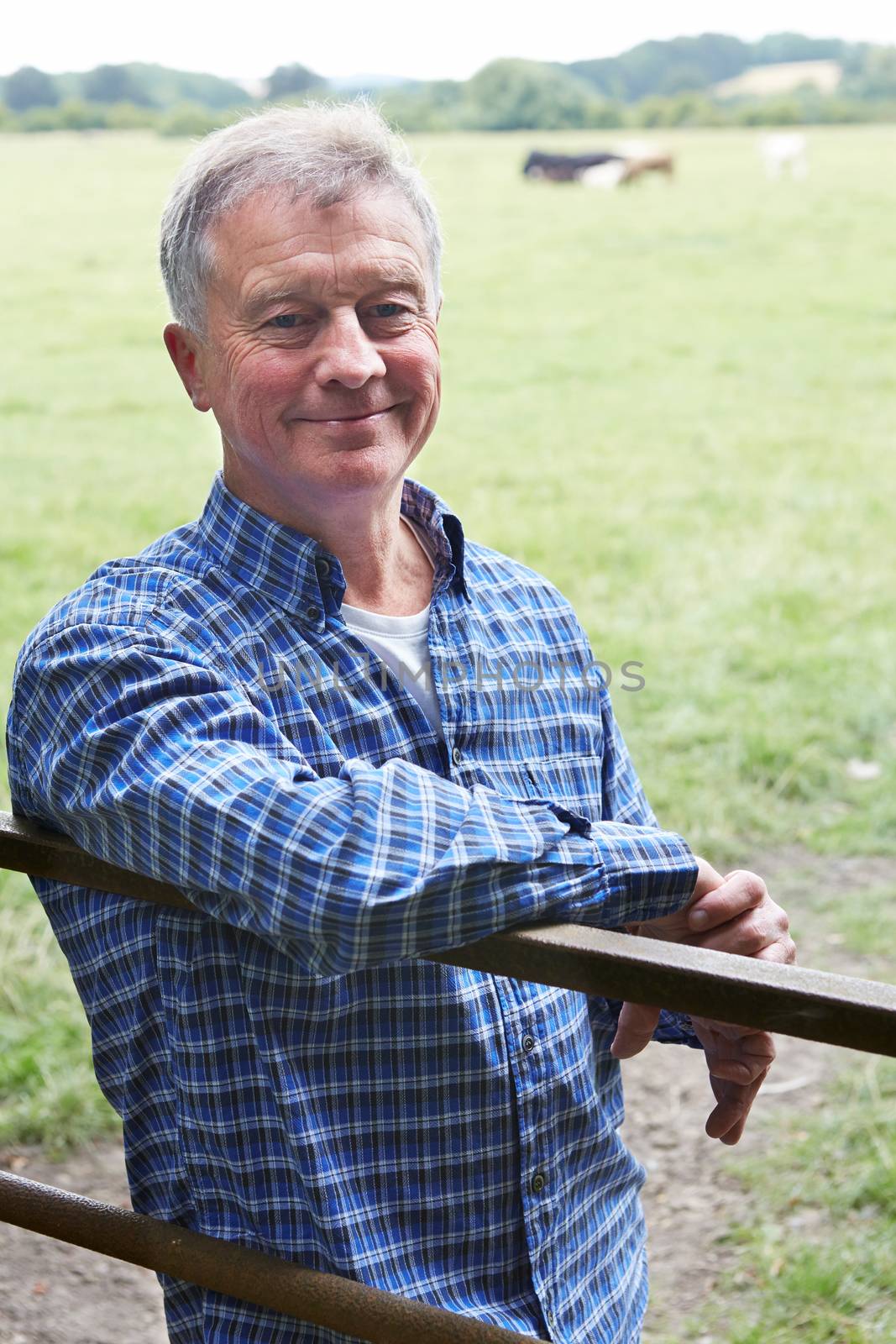 Farmer Leaning On Gate In Field Of Cows by HWS