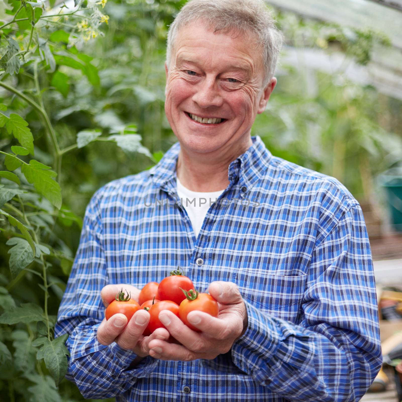 Senior Man In Greenhouse With Home Grown Tomatoes by HWS