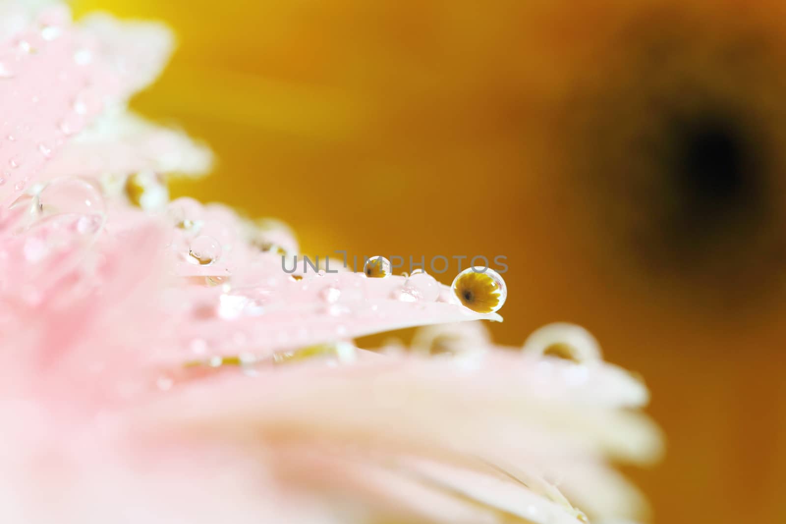 Gerbera flowers with raindrop by piyato