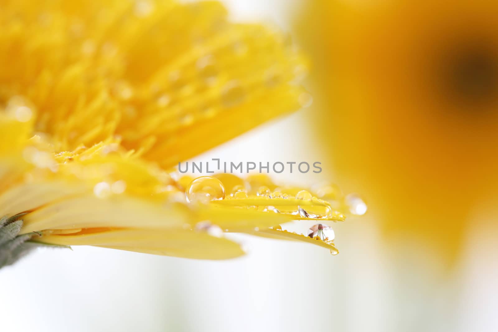 Gerbera flowers with raindrop by piyato