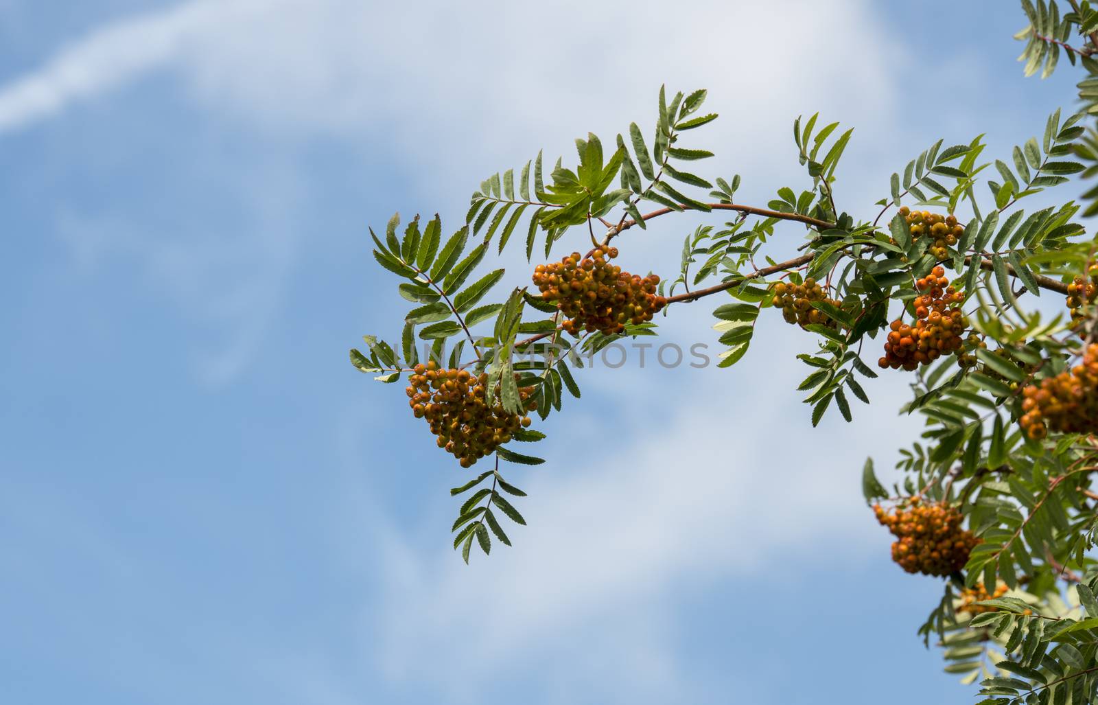 tree with lot off red berries with blue sky