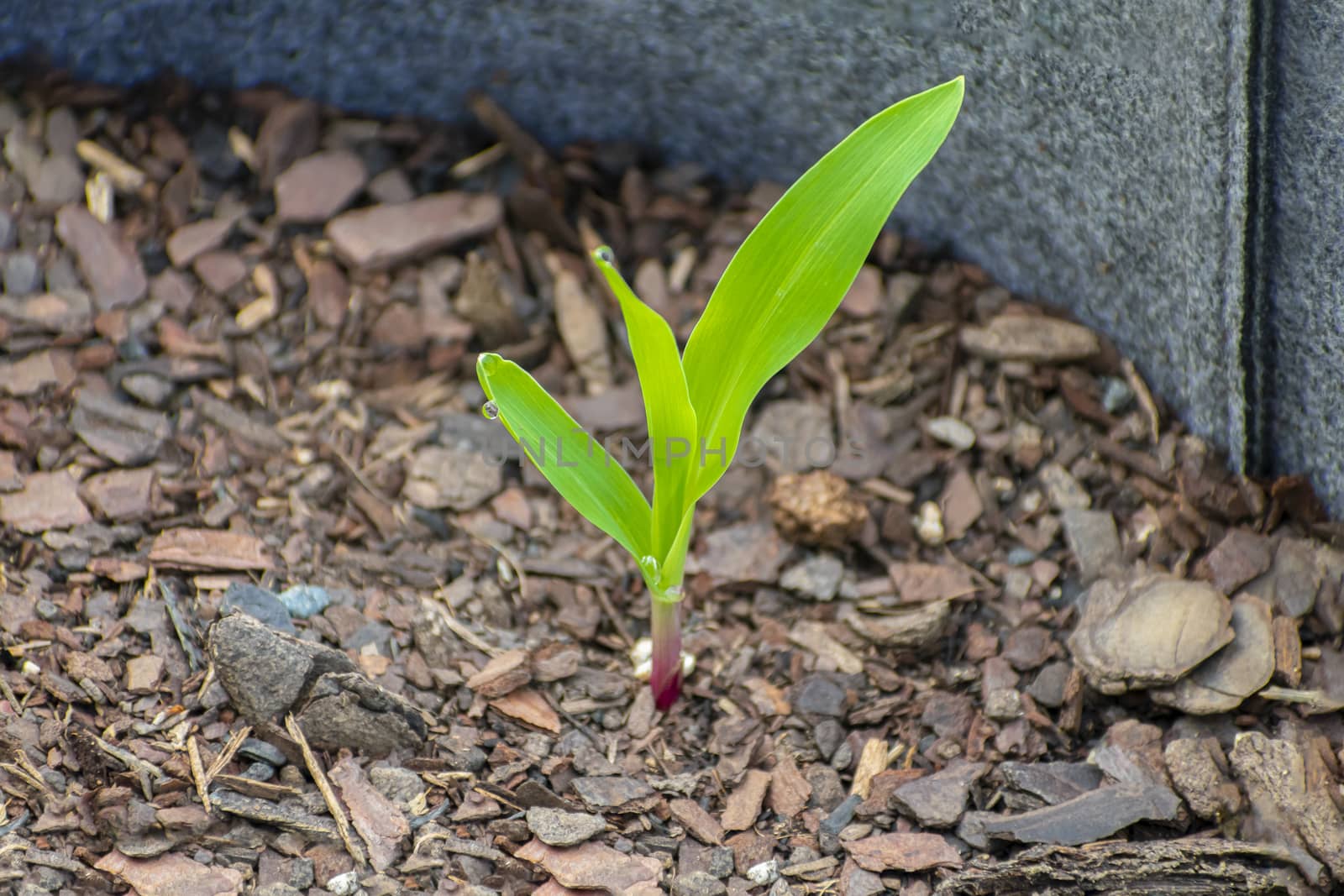 Horizontal shot of a corn sprout growing in a container.
