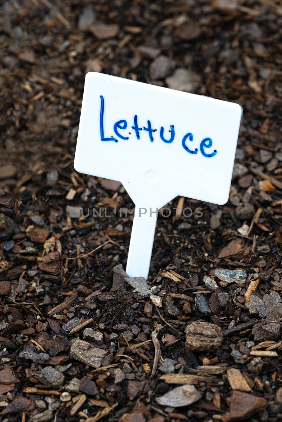 Lettuce Sign in Garden by stockbuster1