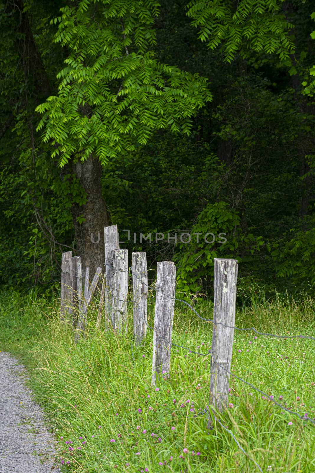 Old Fence Posts In The Smoky Mountains by stockbuster1