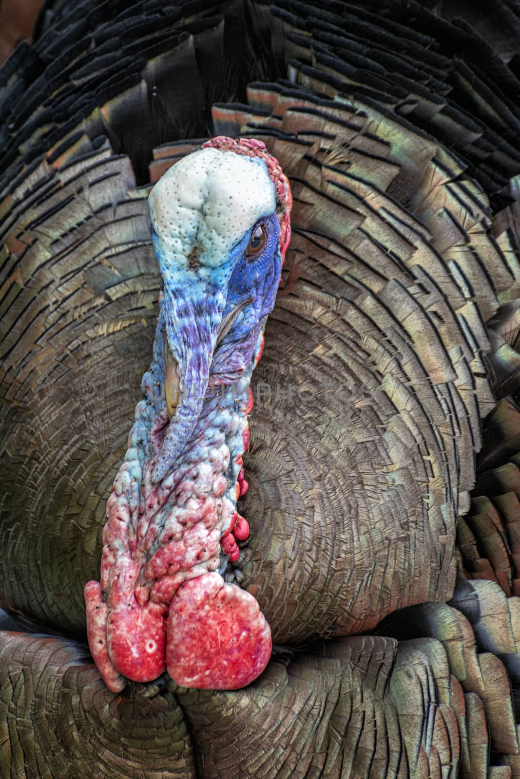 Vertical close-up portrait of a wild Smoky Mountains turkey.