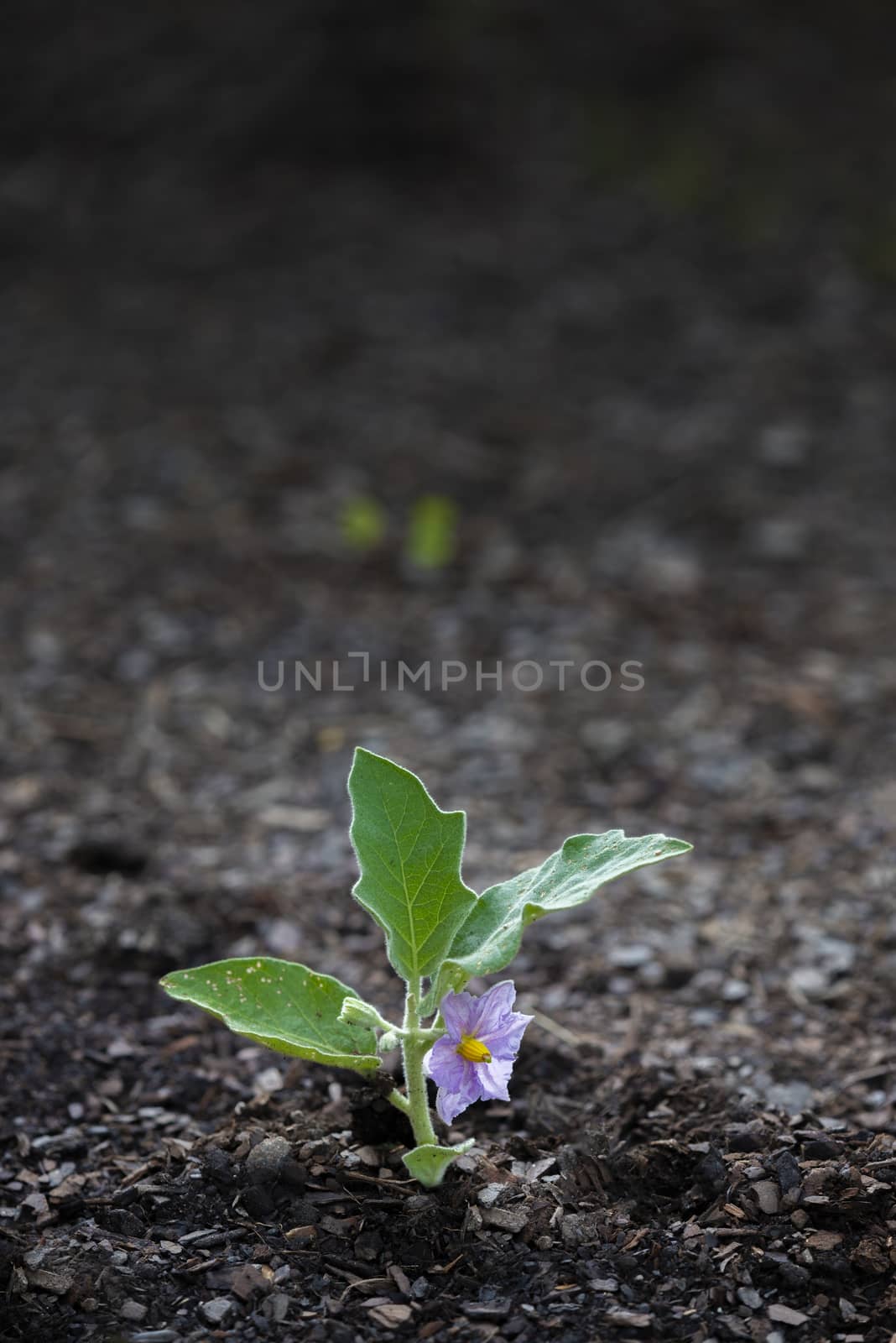 Vertical close-up shot of a young eggplant with blossom with copy space.