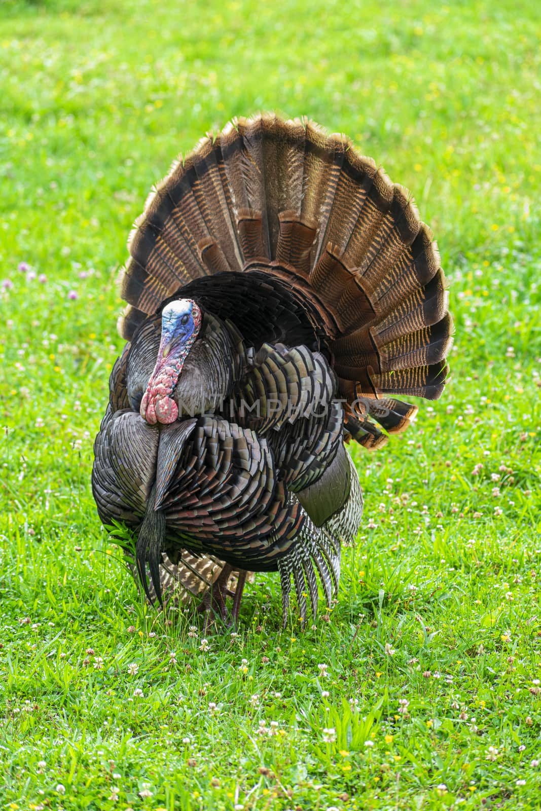 Smoky Mountain Turkey by stockbuster1