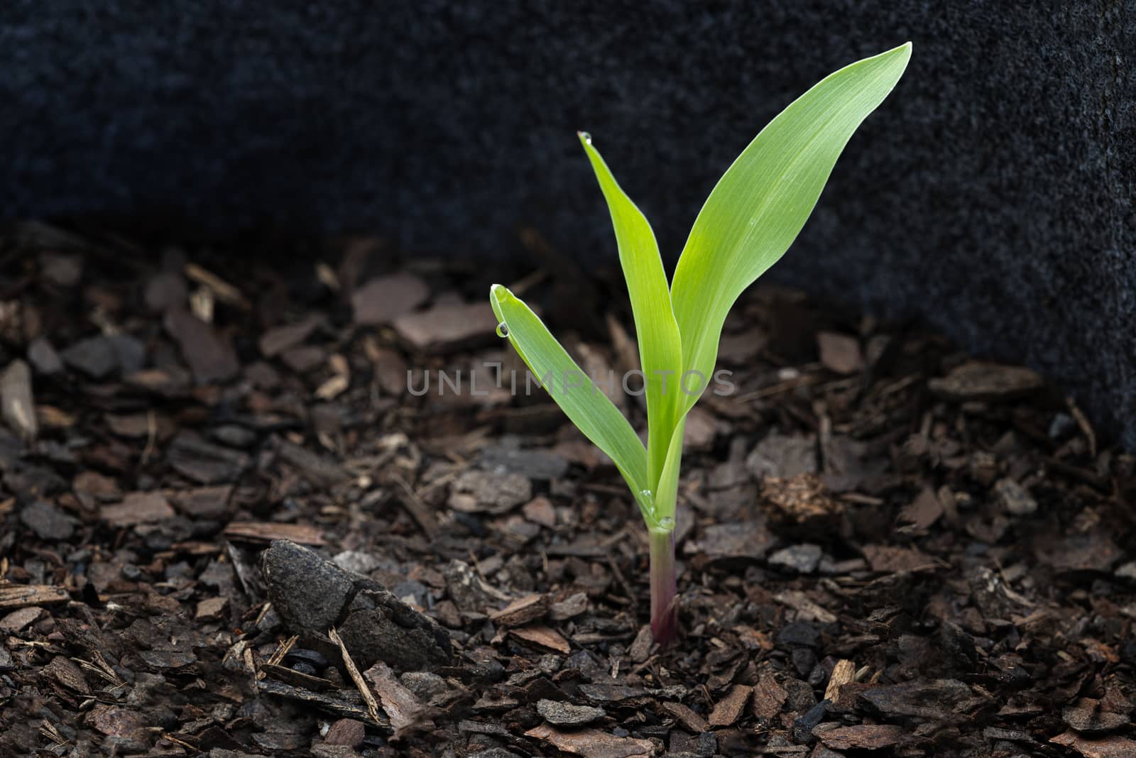 Horizontal shot of a young corn seedling in early morning light.