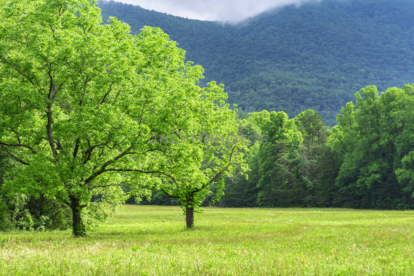 Horizontal shot of a Smoky Mountain meadow for a background.