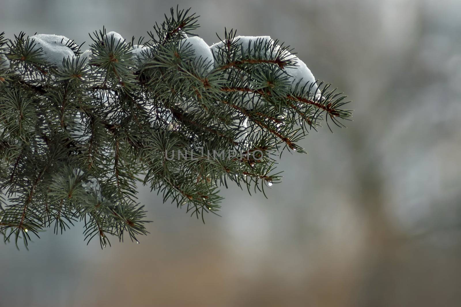 Winter view of  covered with snow branch  green tree in park, Sofia, Bulgaria