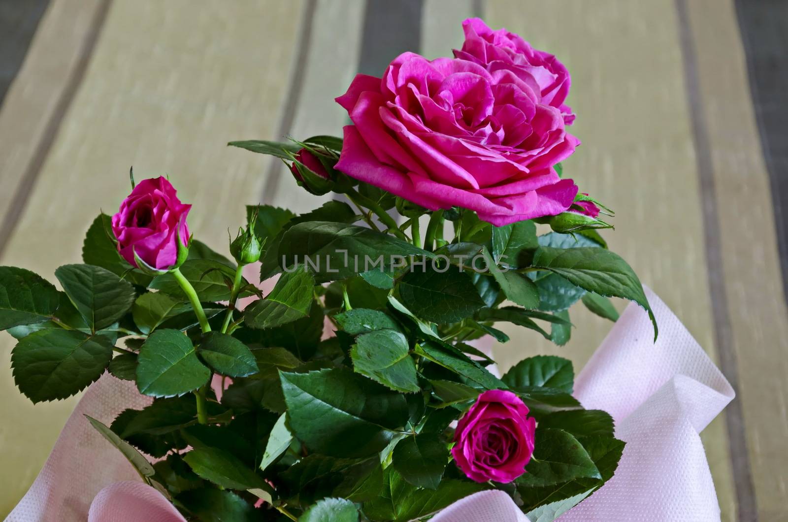 Bouquet of several fresh pink roses in a pink wrap, Sofia, Bulgaria