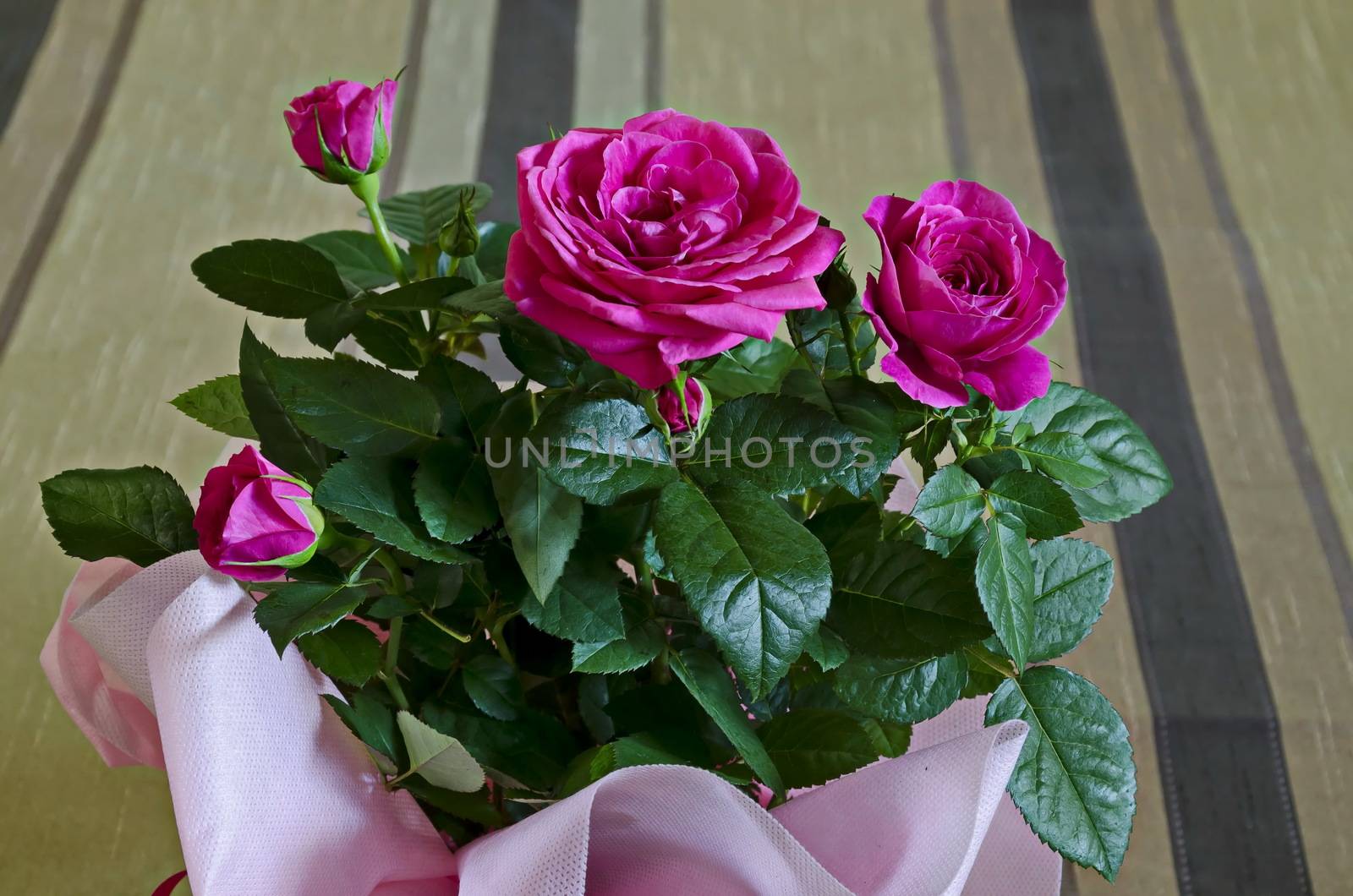 Bouquet of several fresh pink roses in a pink wrap by vili45