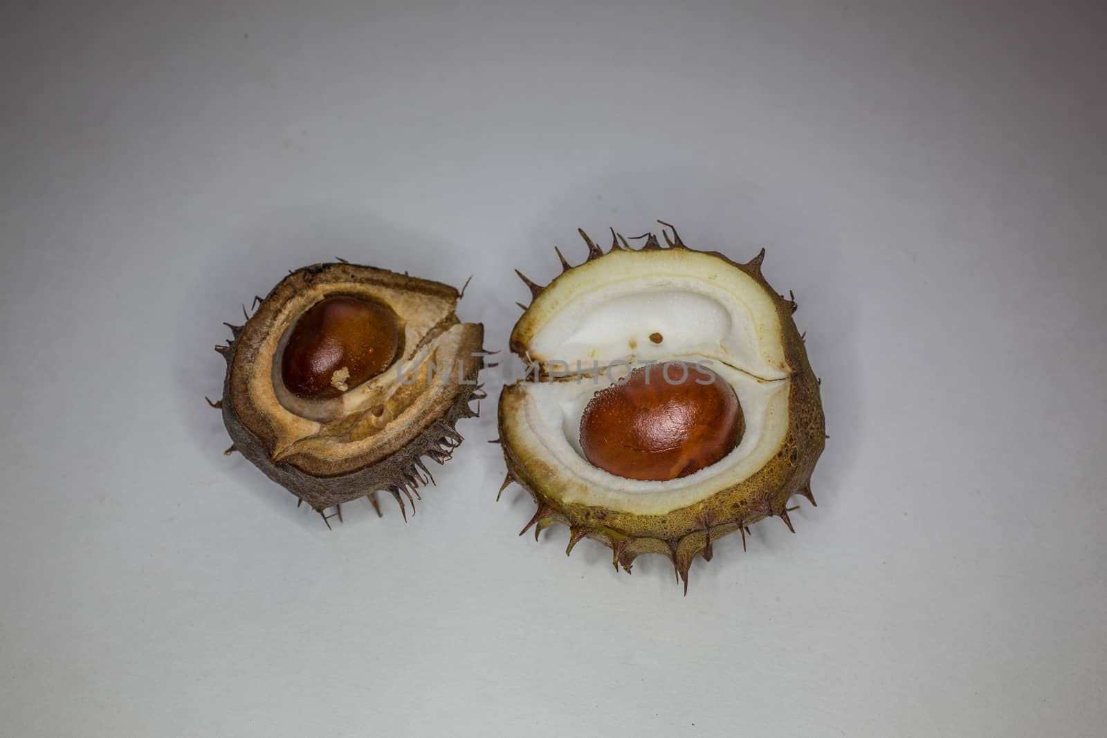 Chestnuts with a spiky pericarp