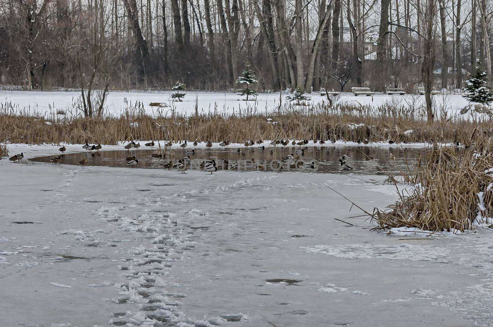 Different ducks on the surface of a frozen lake in winter, Sofia, Bulgaria