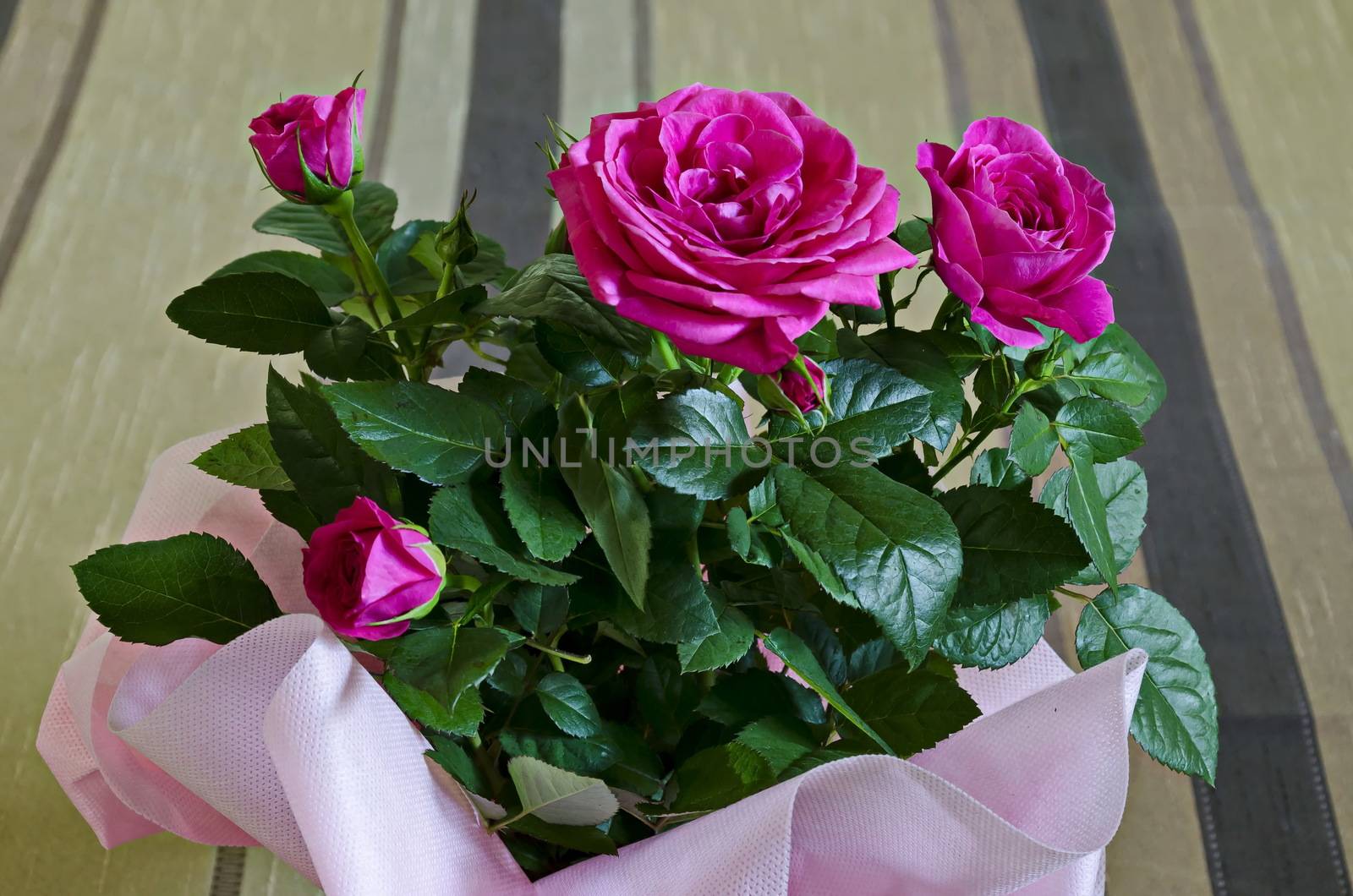 Bouquet of several fresh pink roses in a pink wrap by vili45