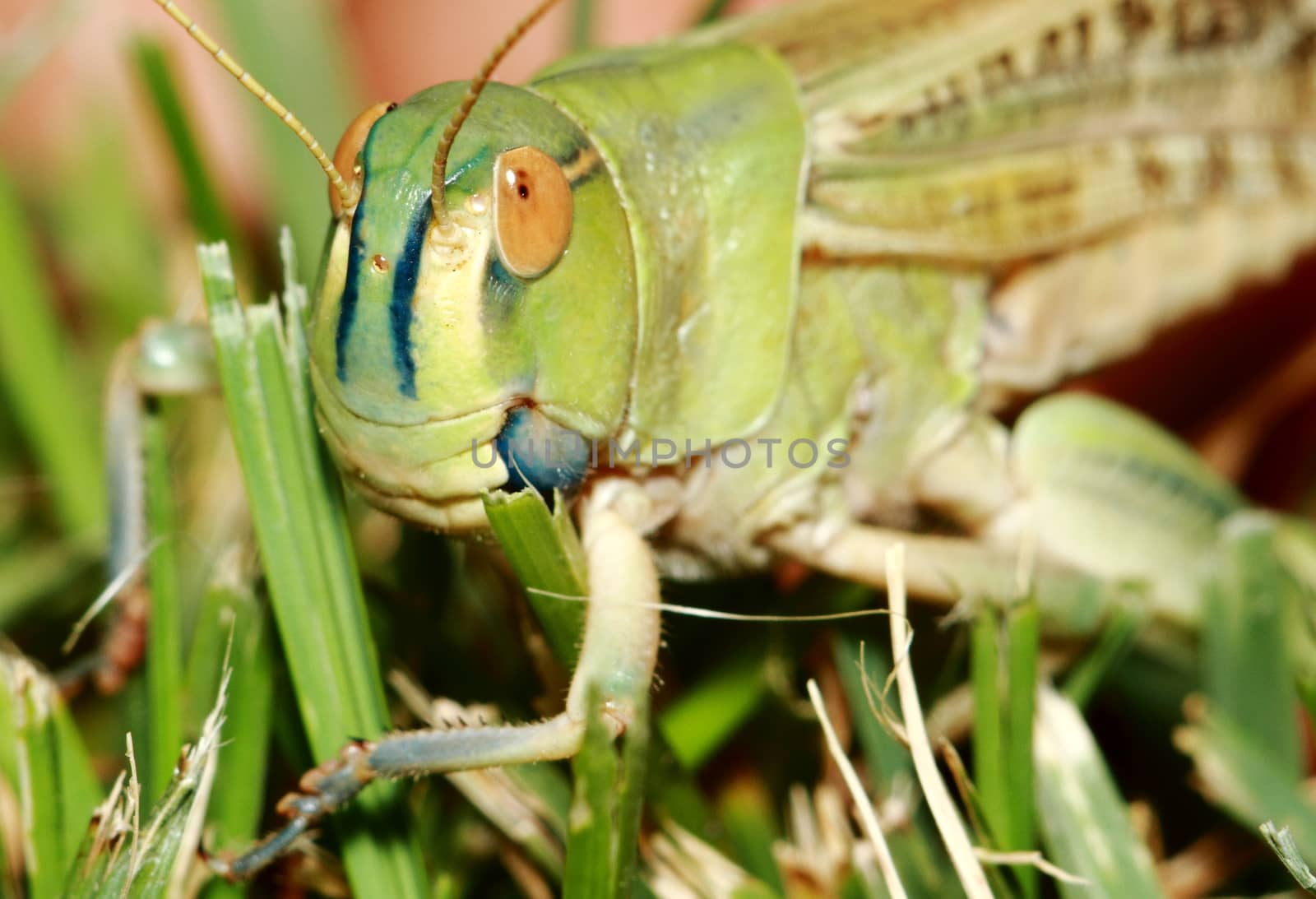 Extreme locust closeup. Grasshopper on a green leaf by selinsmo