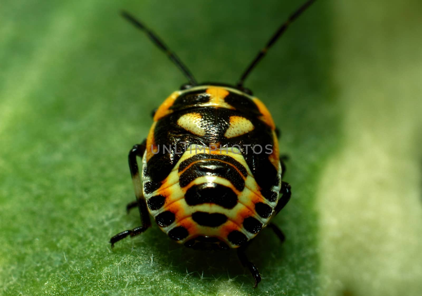 beautiful insect on a juicy green leaf, beetle by selinsmo