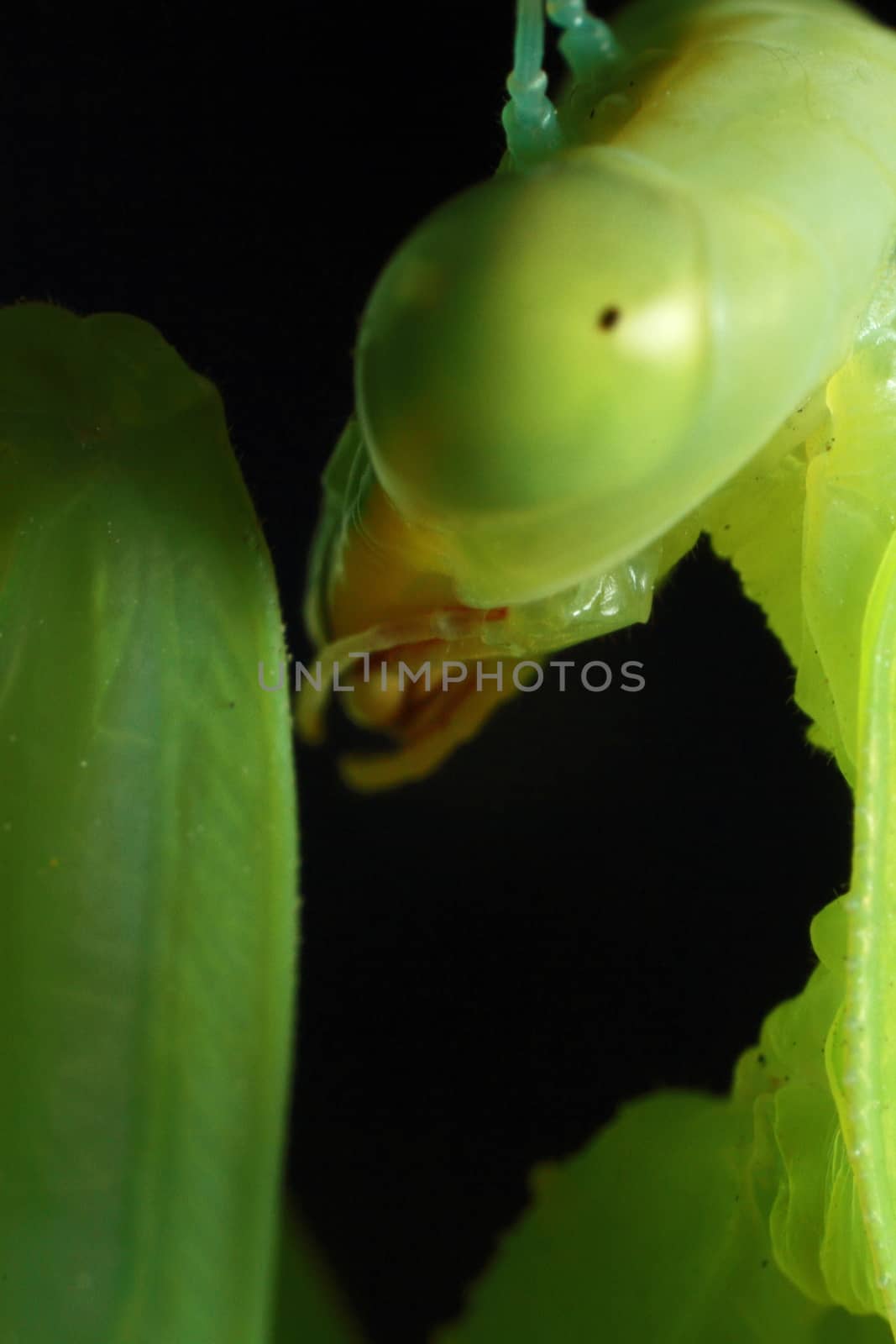 mantis, religious mantis, wasp feeding, green mantis close up by selinsmo
