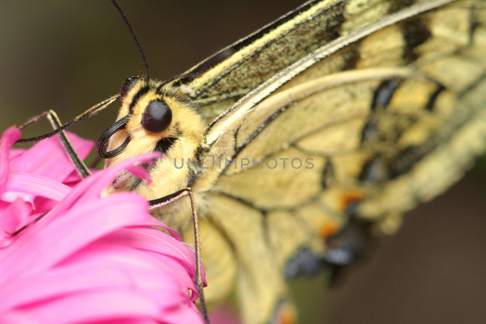 Beige butterfly on a pink flower, close-up, eyes and butterfly proboscis by selinsmo