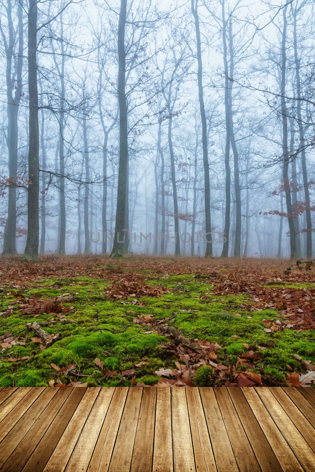 Mystic foggy day in the oak forest  by Digoarpi