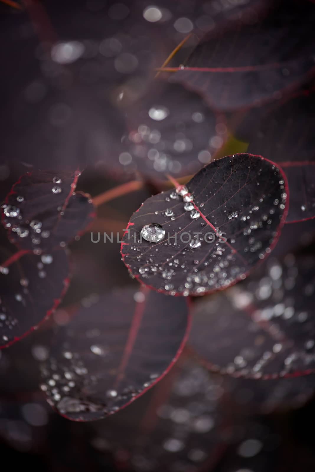 Purple leafs with water drops by Digoarpi
