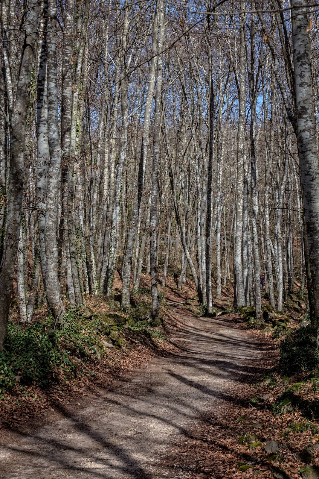 View of La Fageda den Jorda, a forest of beech trees, in the Garrotxa Volcanic Zone Natural Park, in Olot, Spain