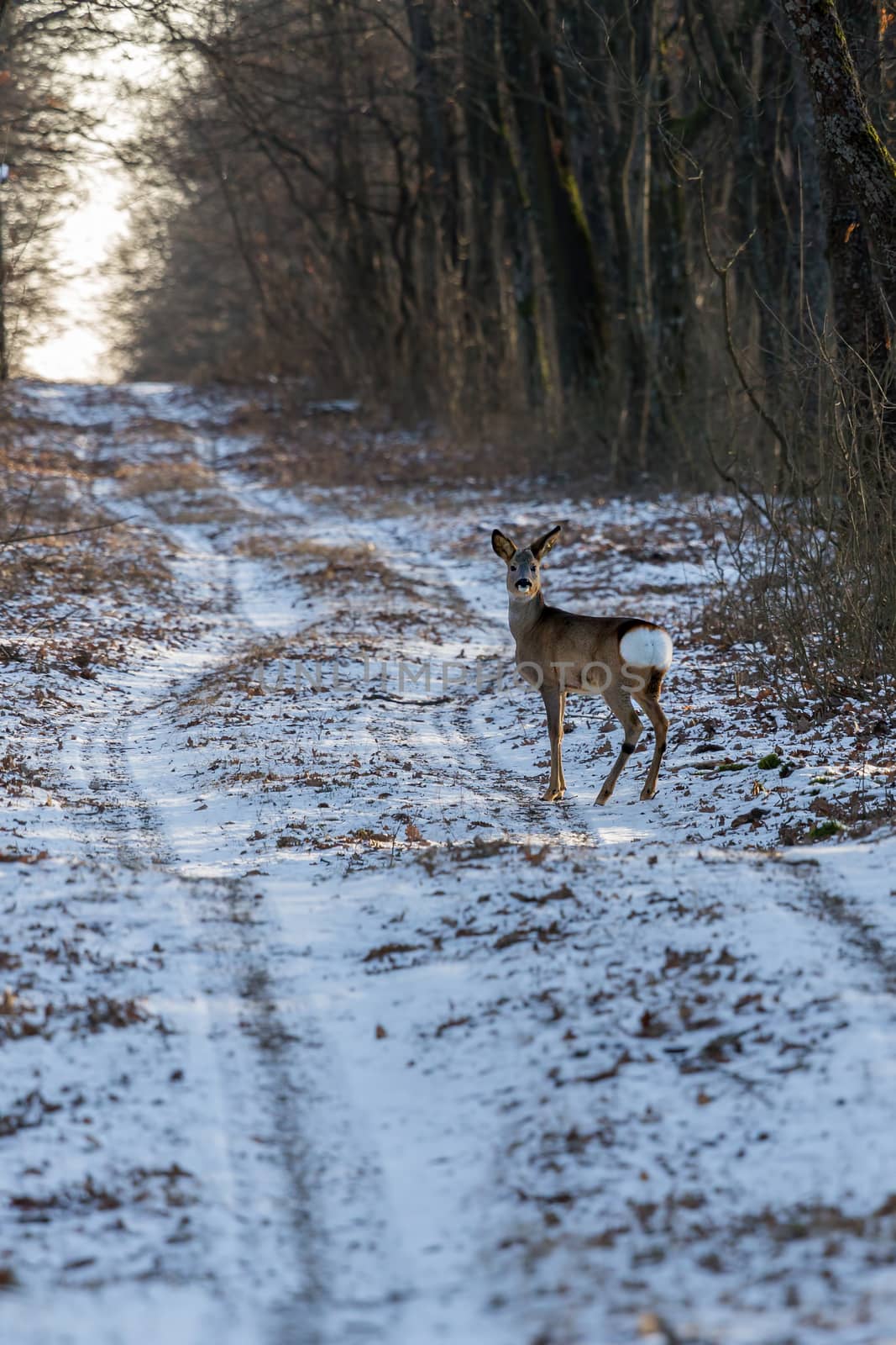 Alert roe on the forest road in winter by Digoarpi