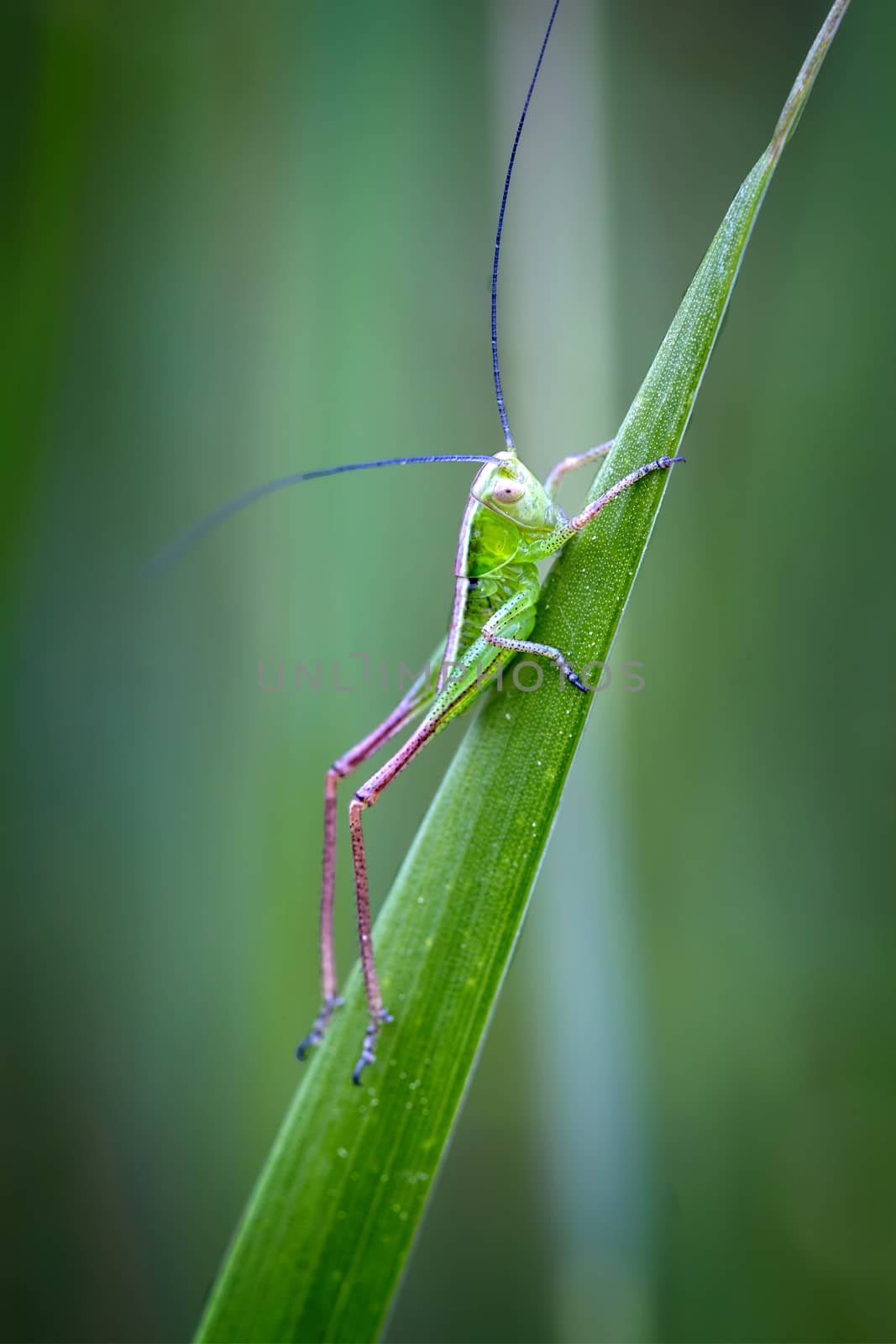 Small green grasshopper on the grass by Digoarpi
