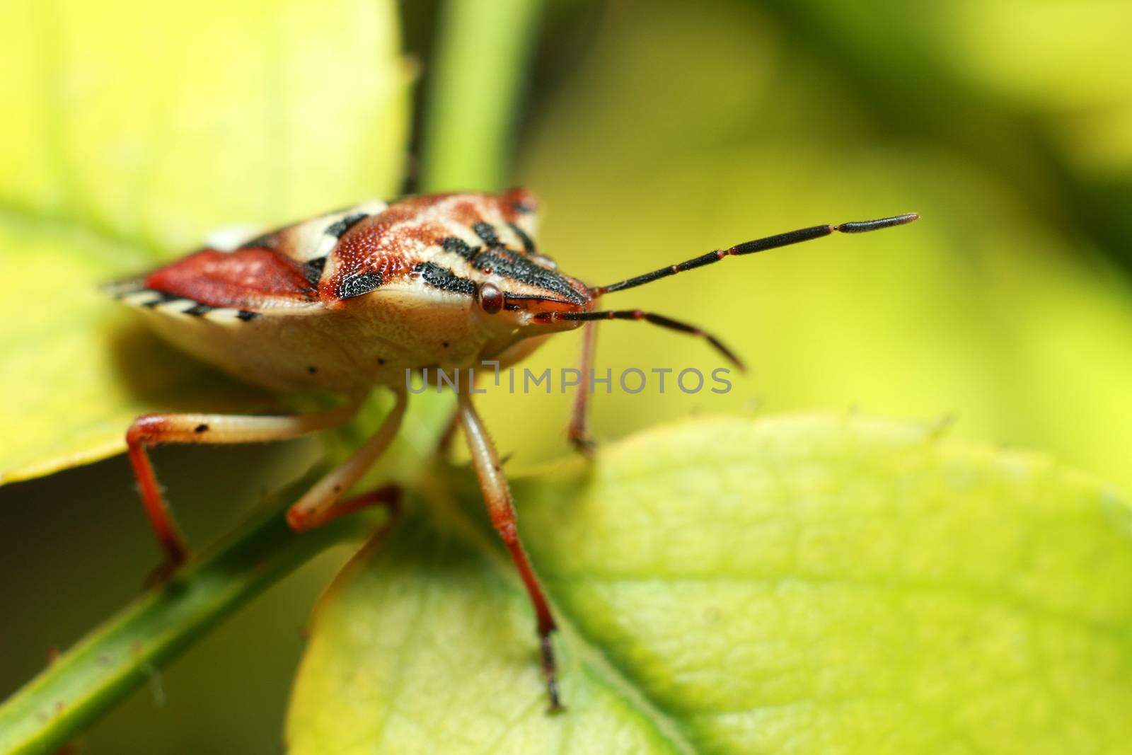beautiful insect on a juicy green leaf, beetle. High quality photo