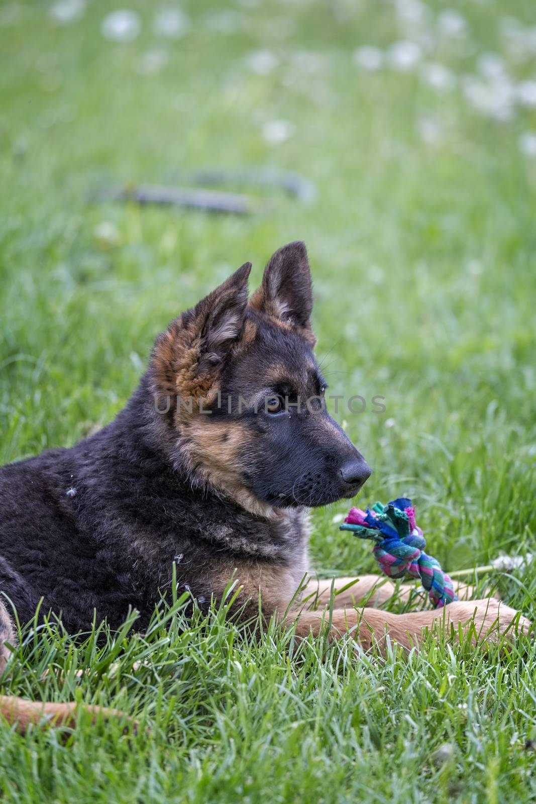 Young german shepherd portrait