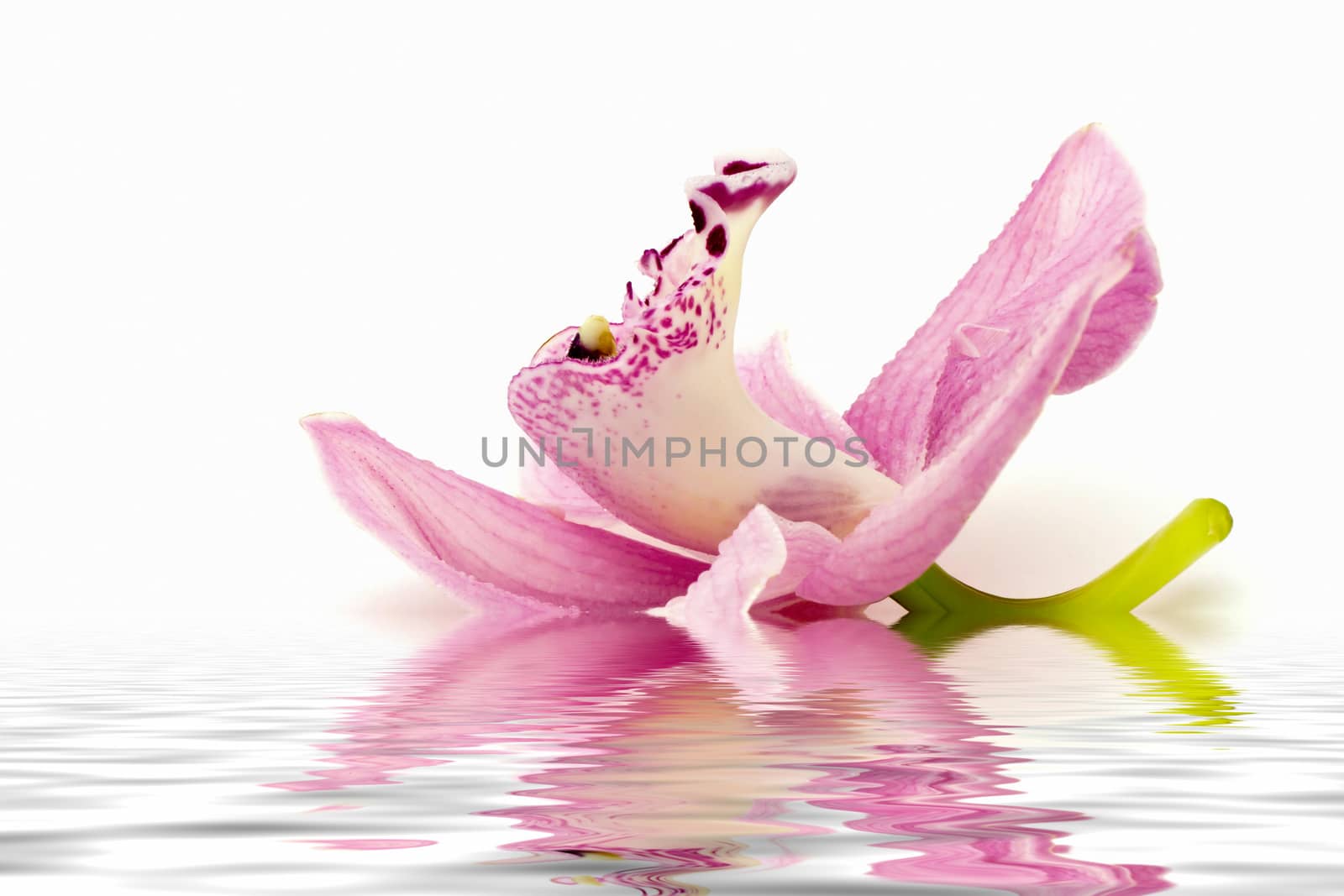 Beautiful pink orchid on white background