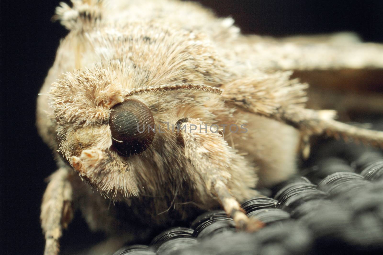 Moth, large nocturnal butterfly close-up, gray butterfly. High quality photo