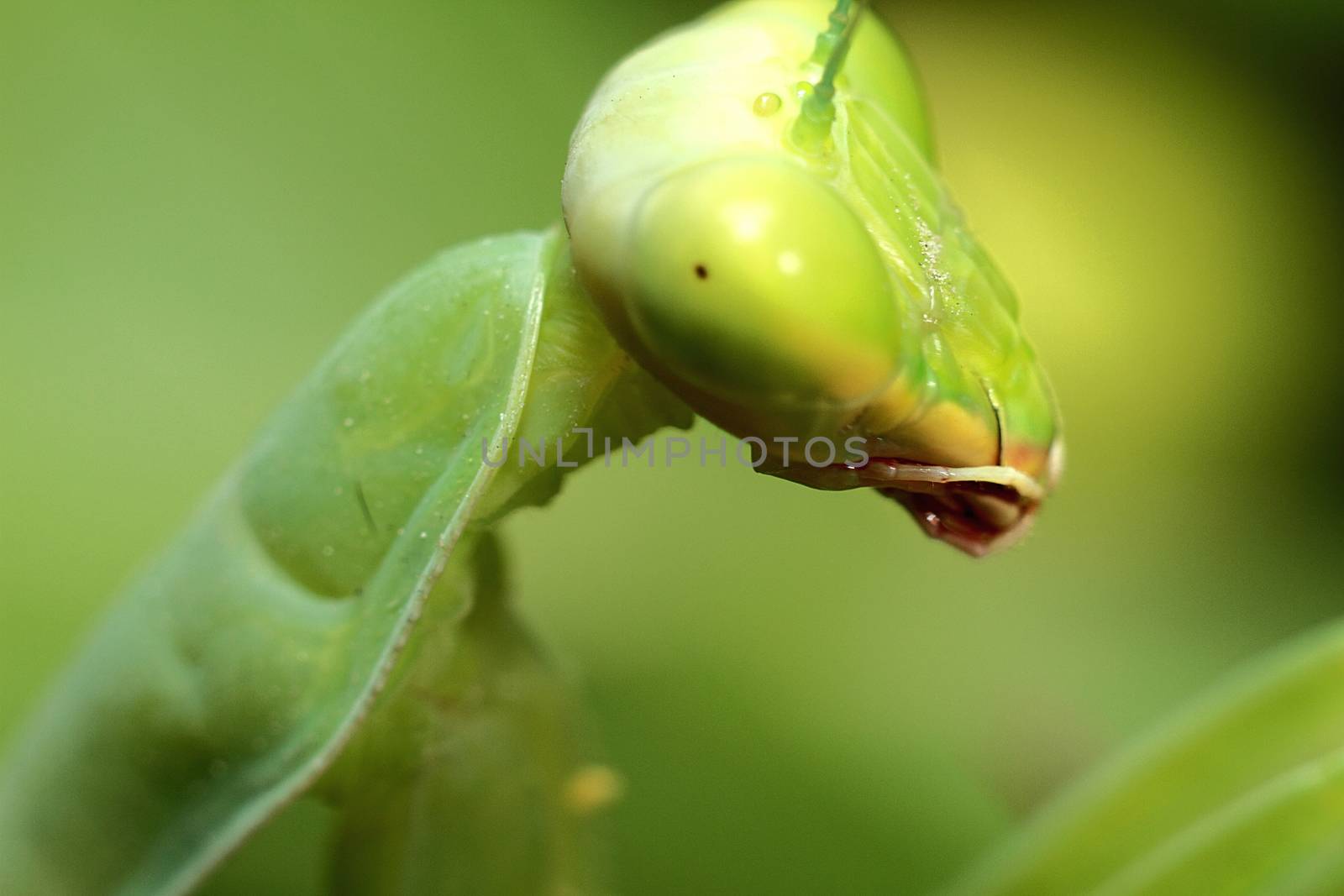 mantis, religious mantis, wasp feeding, green mantis close up by selinsmo