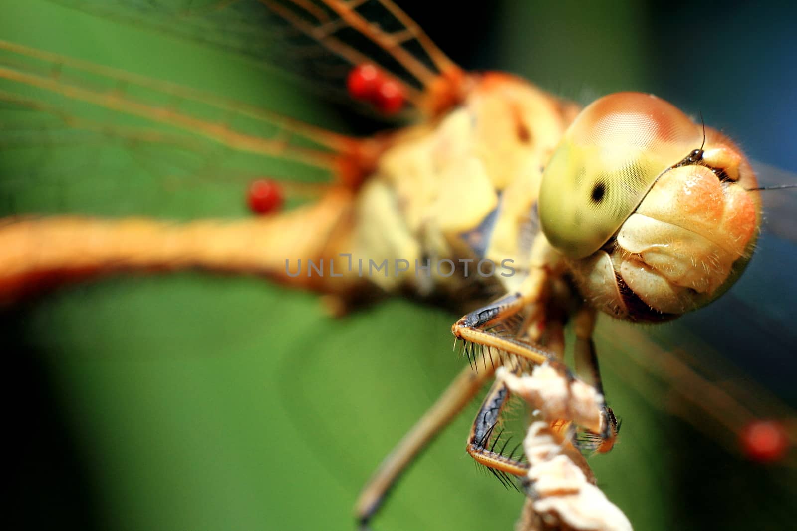 Macro shots, Beautiful nature scene dragonfly. Showing of eyes and wings detail. by selinsmo