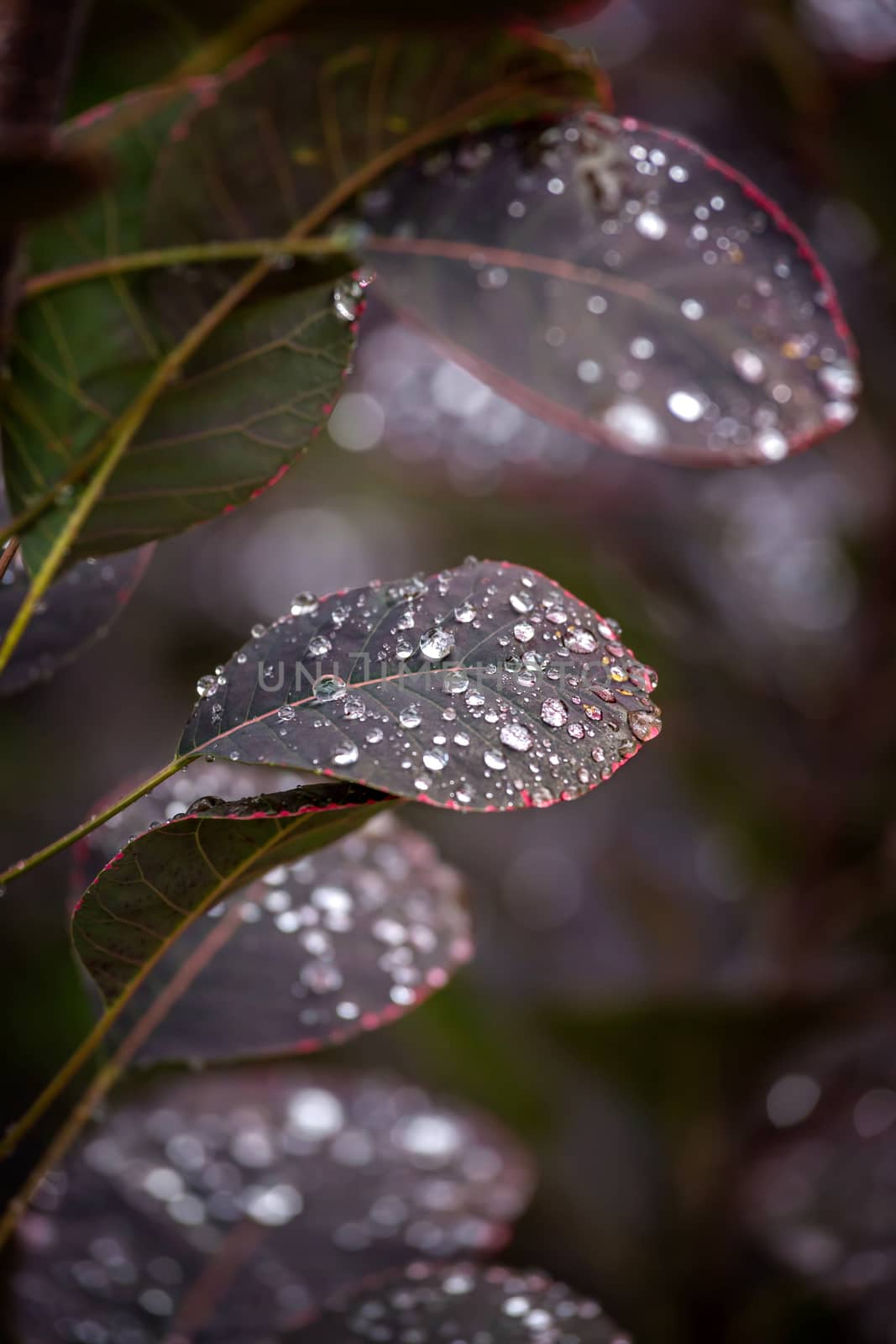 Purple leafs with water drops by Digoarpi