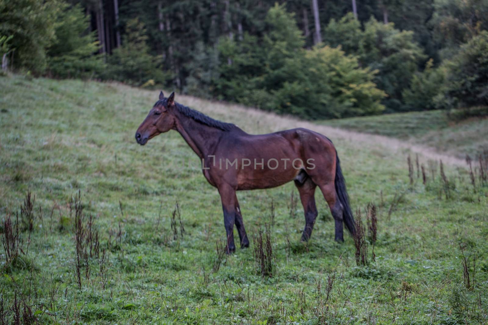 brown horse in paddock by Dr-Lange