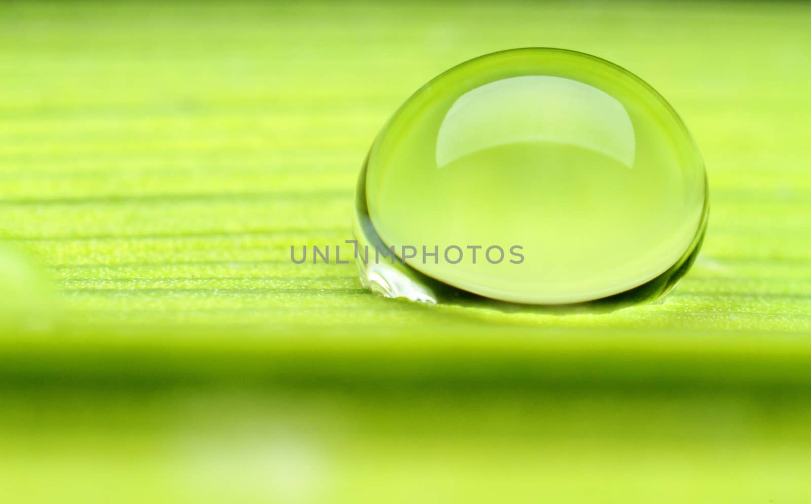 a drop of dew on a green leaf very close up. High quality photo