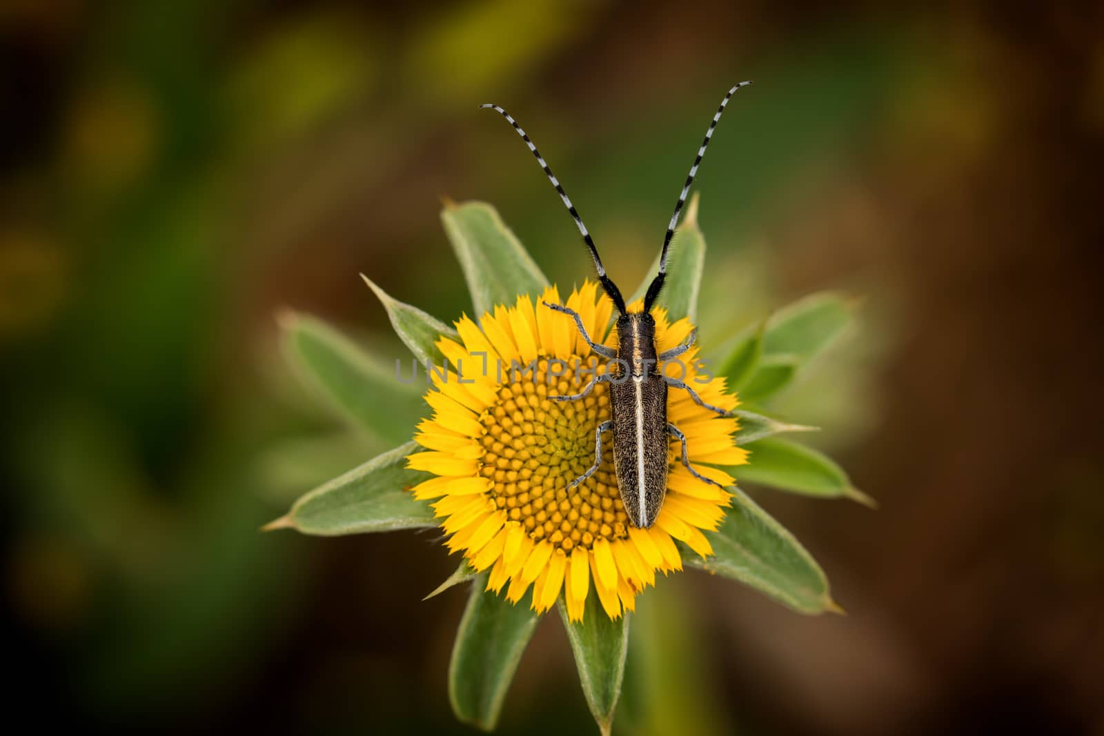 Flat-faced longhorn beetle (Agapanthia cardui)